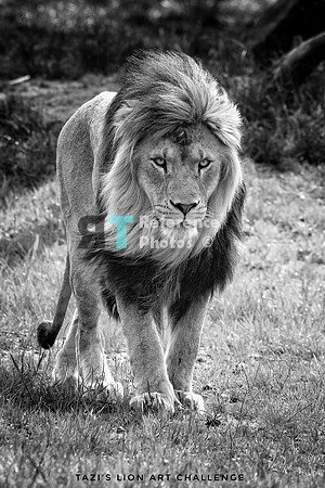 Lion Challenge black&white 1