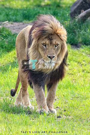 Lion Challenge Colour 1