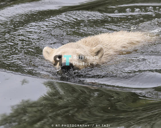 Polar bear cub swimming