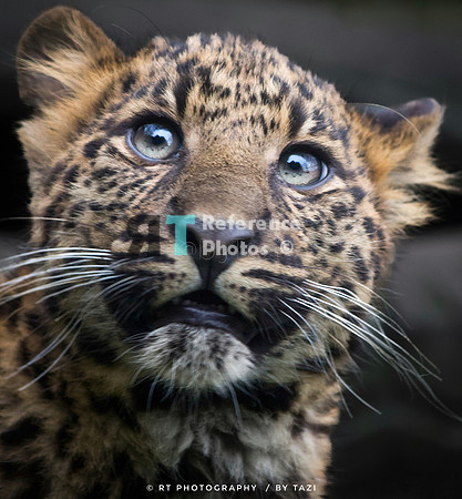 Leopard cub