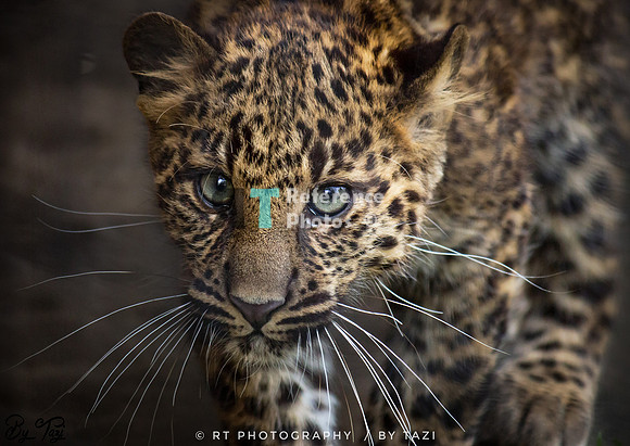 Leopard cub
