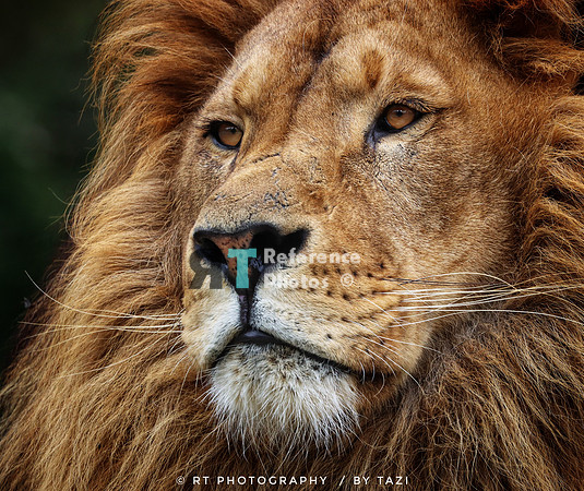 Lion close up