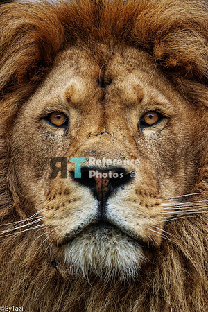 Lion close up
