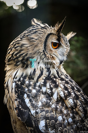 Bengal eagle owl