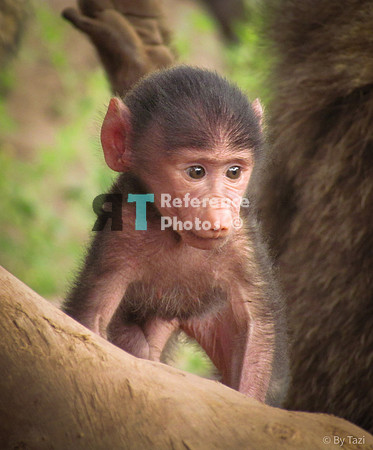 Baboon baby