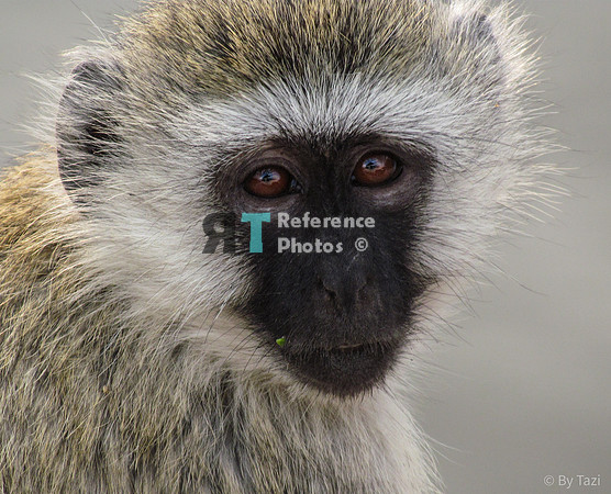 Vervet monkey
