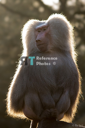 Baboon with backlight