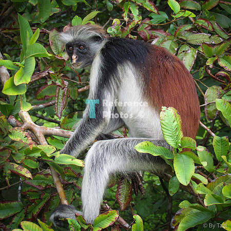 Red colobus monkey