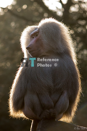 Baboon with backlight