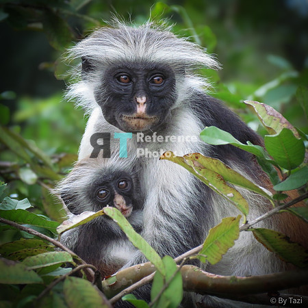 Red colobus monkeys (mother and baby)