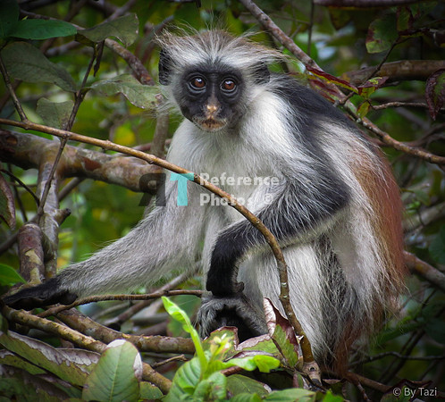 Red colobus monkey