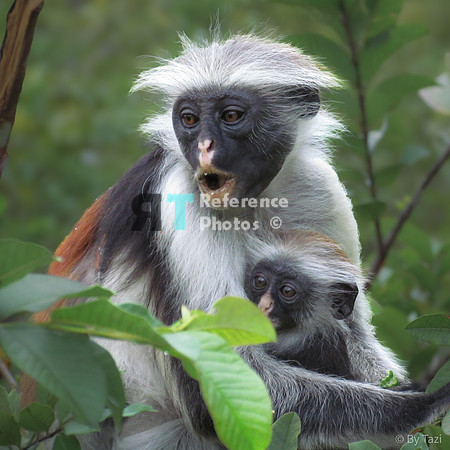 Red colobus monkey