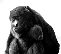 Colombian red howler with baby (B&W)
