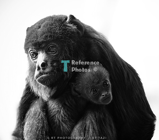 Colombian red howler with baby (B&W)