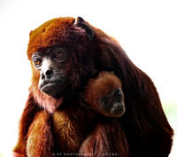 Colombian red howler with baby