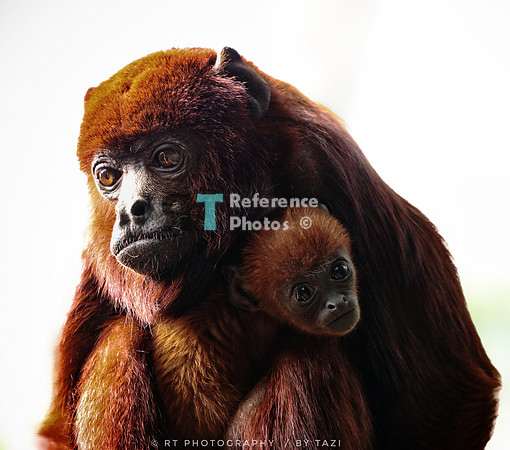 Colombian red howler with baby