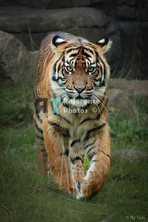 Juvenile Sumatran tiger