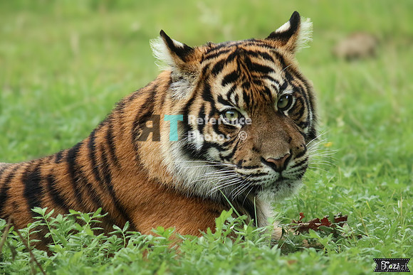 Juvenile Sumatran tiger