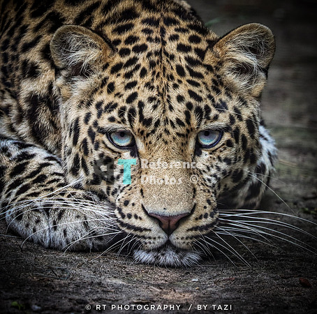 Bored leopard