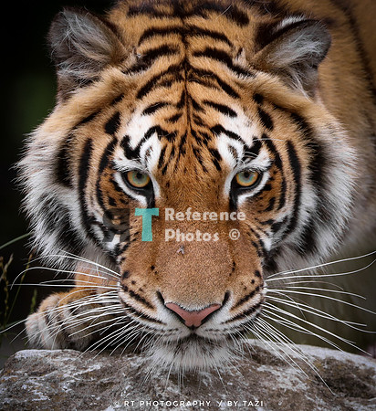 Bengal Tiger