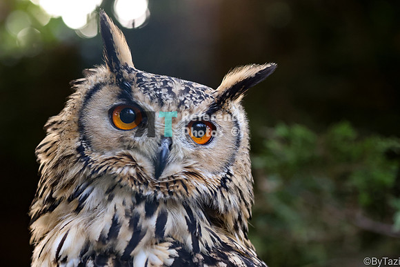 Bengal eagle owl