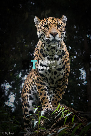 PSX_20210203_105522