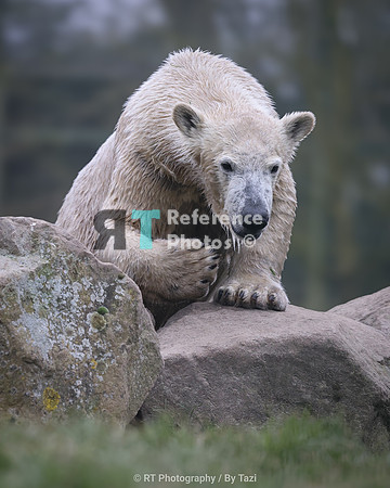 Juvenile polar bear