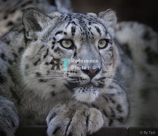 Snow leopard