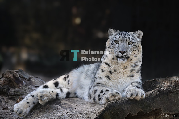 Snow leopard