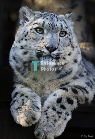 Snow leopard
