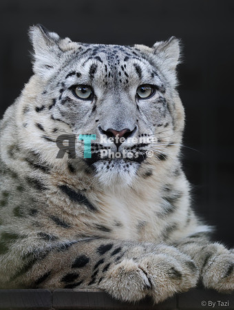 Snow leopard portrait