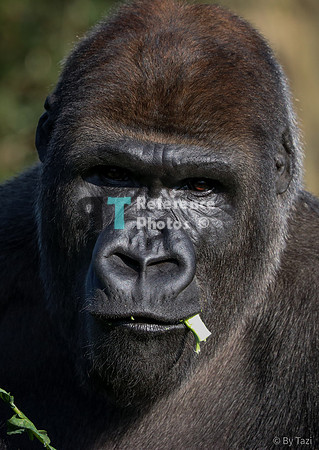 Gorilla portait