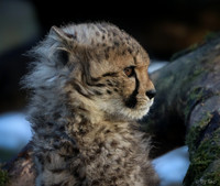 Cheetah cub (Slightly grainy but still detailed)