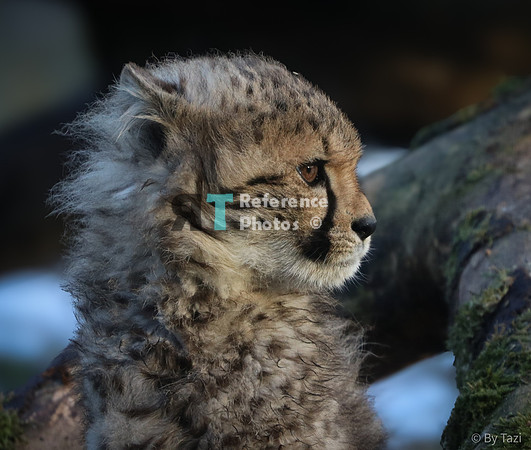 Cheetah cub (Slightly grainy but still detailed)