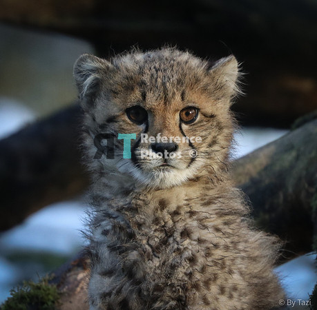 Cheetah cub (Slightly grainy but still detailed)