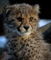 Cheetah cub (Slightly grainy but still detailed)