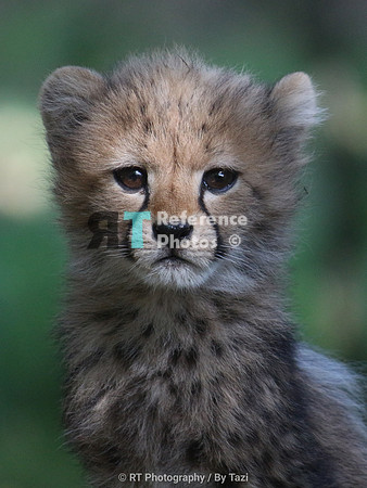 Cheetah cub