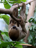 Linnaeus's two-toed sloth