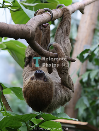 Linnaeus's two-toed sloth