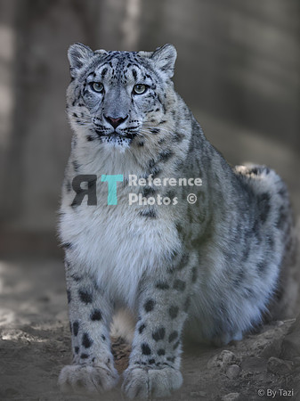 Snow leopard