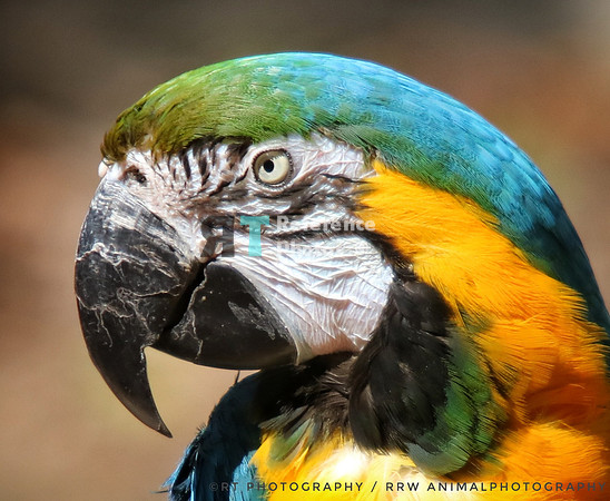 Blue and yellow macaw