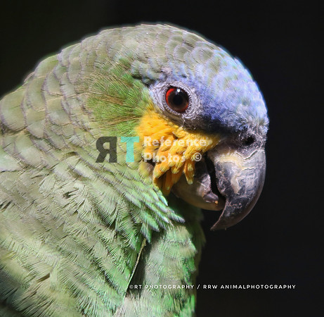 Blue headed macaw