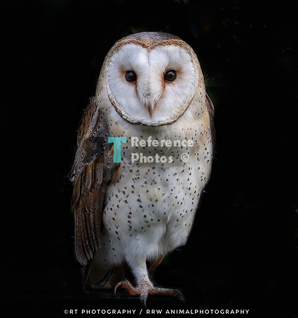 Barn owl