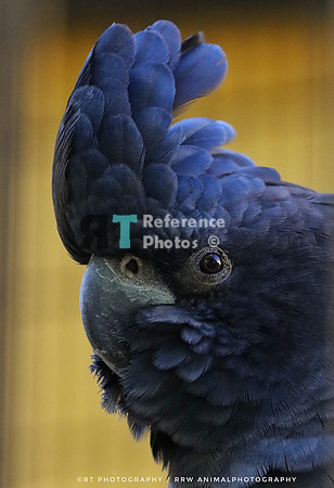 Black macaw