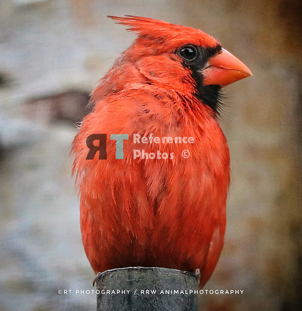 Northern cardinal (Angry bird)