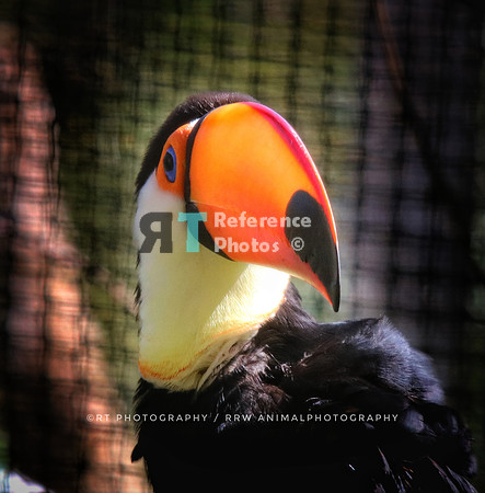 Toucan