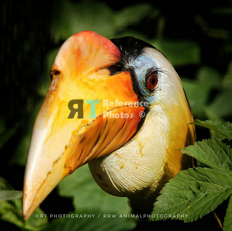 Hornbill