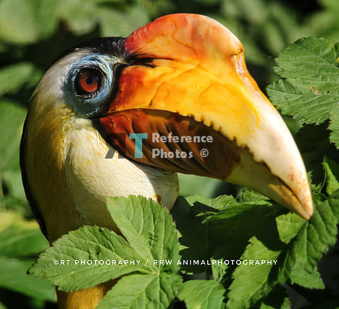 Hornbill