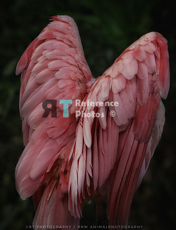Wings of a pink spoonbill (Note: slightly grainy)