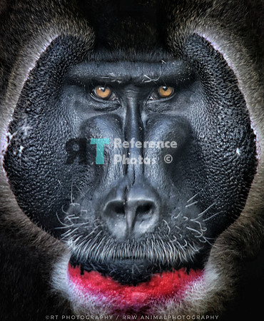 Drill baboon
